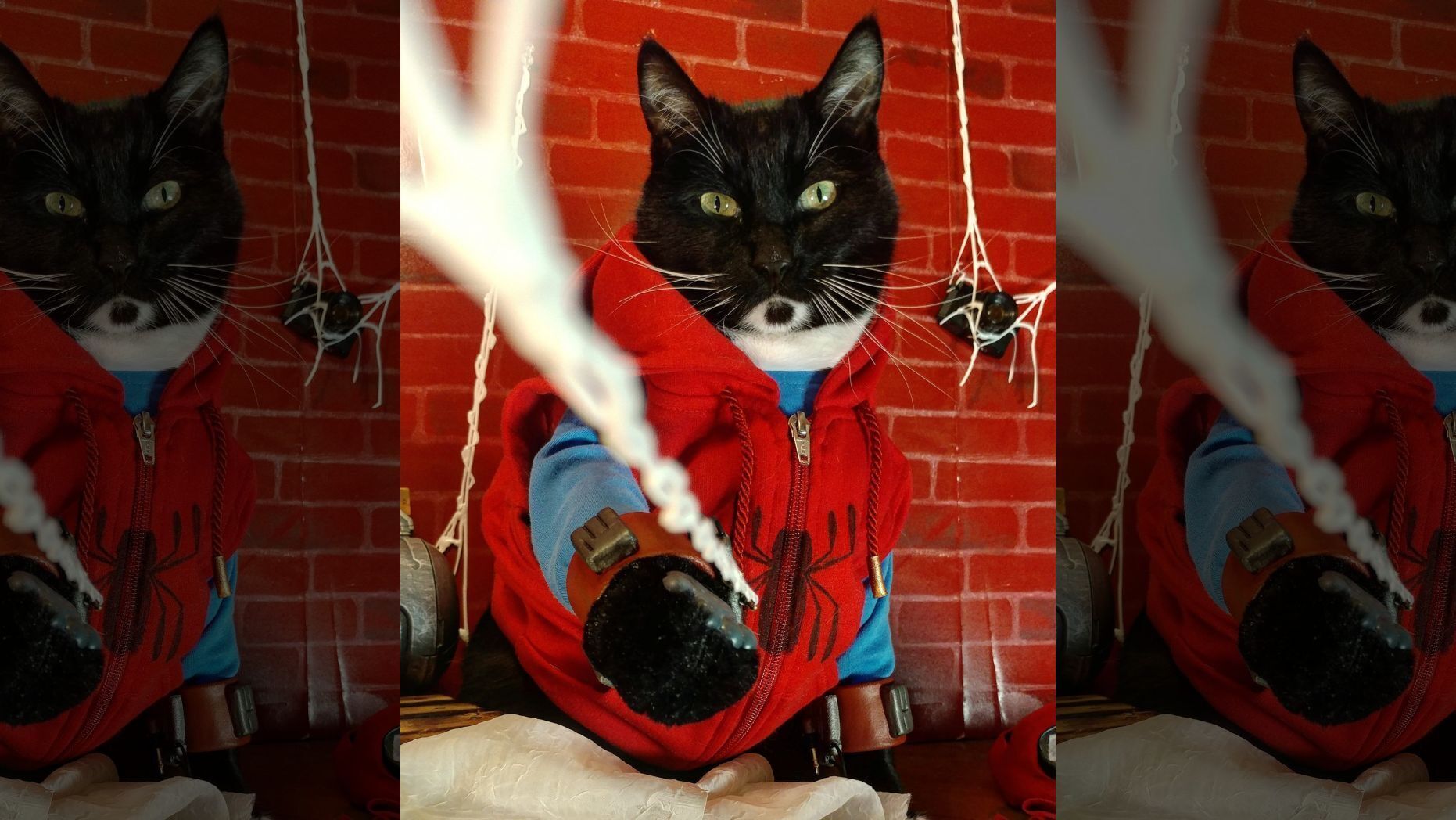 spiderman cat 10-31-20.jpg